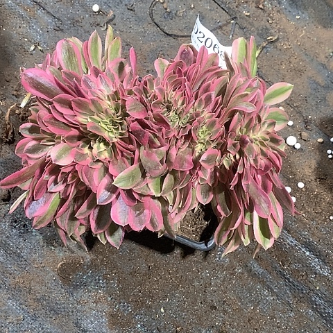 2068女巫多肉缀化