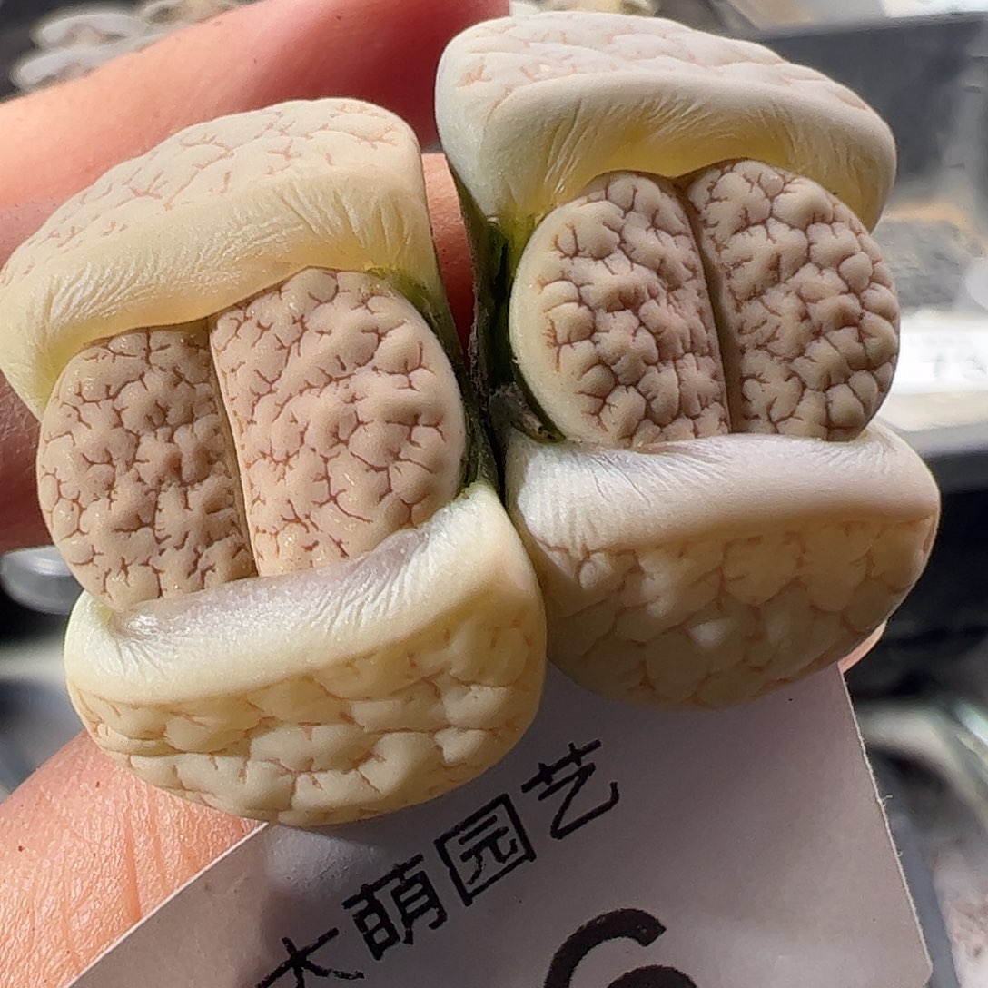 一物一拍。            26