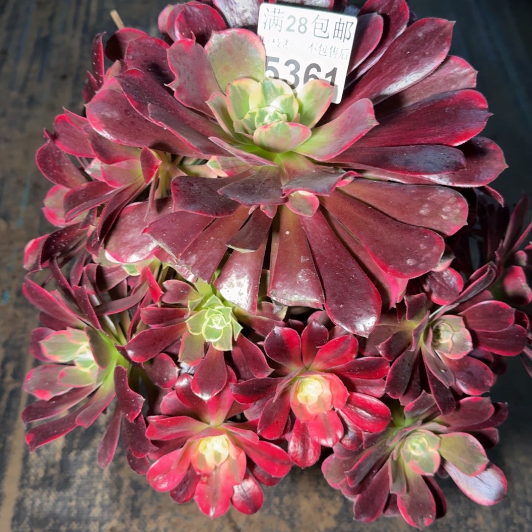 5361金丝雀包邮不包断枝