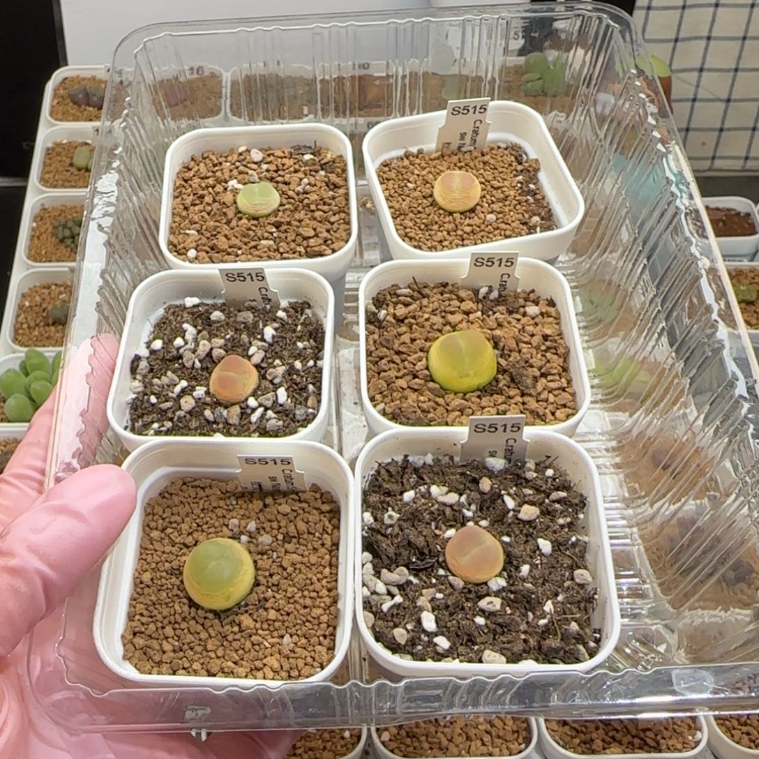 吧****肉锥多肉植物组合-有疤1396