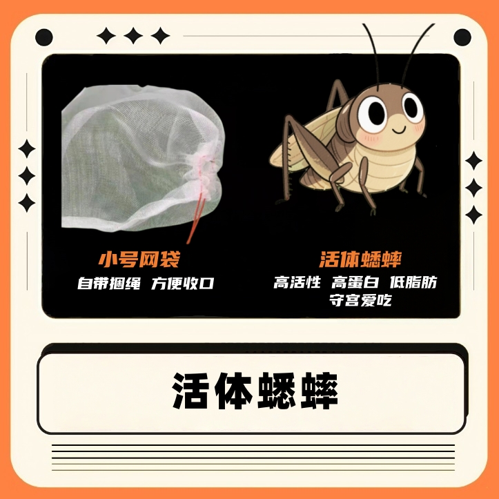 新鲜活体蟋蟀油葫芦蛐蛐爬宠守宫蜥蜴宠物异宠小宠零食油葫芦蟋蟀