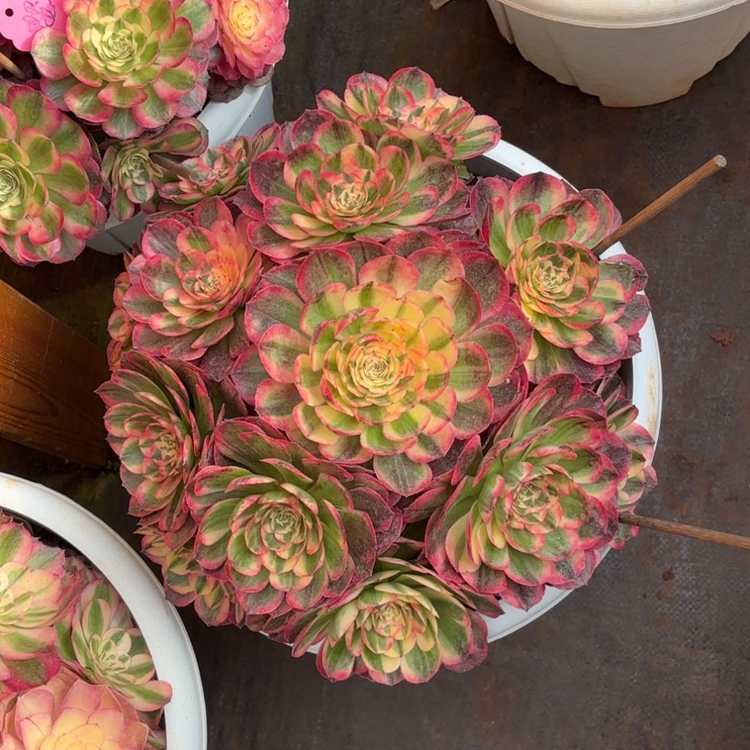 云南多肉植物海神