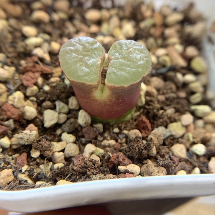 美磁铁 肉锥植物