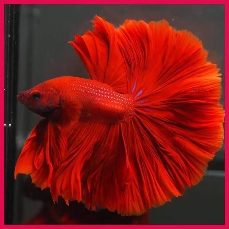 《241-264》好养易活泰国斗鱼淡水活体热带观赏鱼耐活（直播间选鱼）