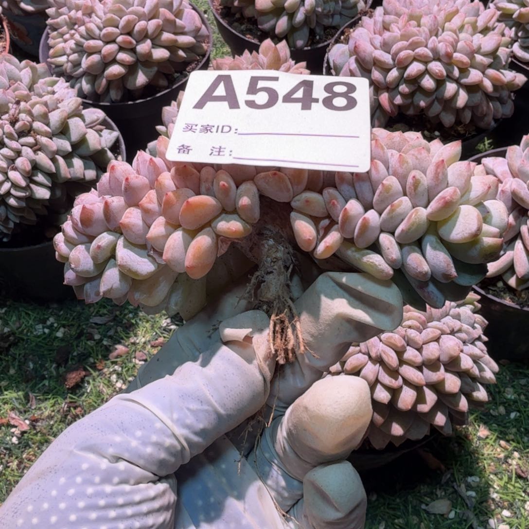 v腿小树呀呀呀呀呀