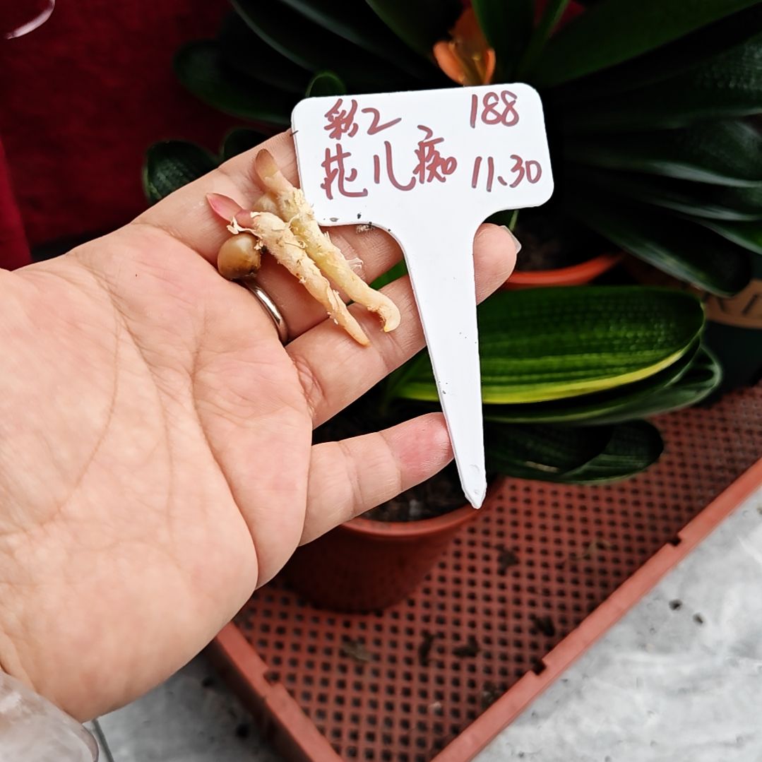 完全开放君子兰精品芽