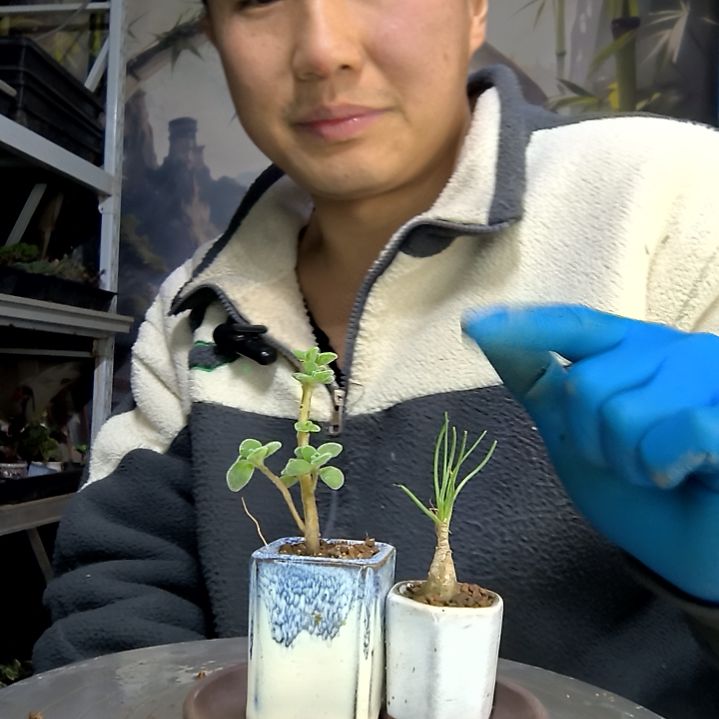 琳***惜中青园艺一物一拍花118