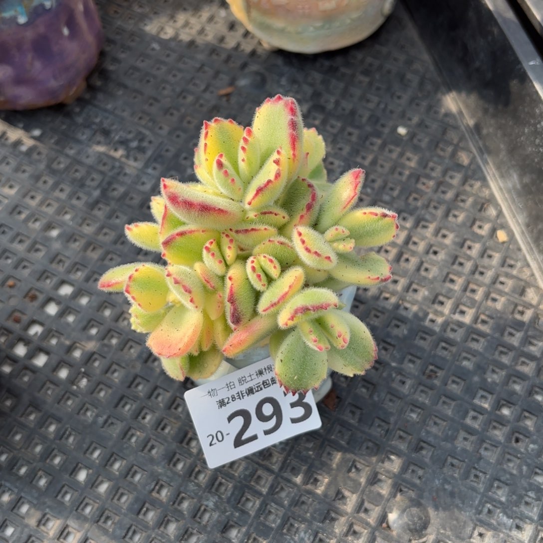 白熊多肉多肉多肉