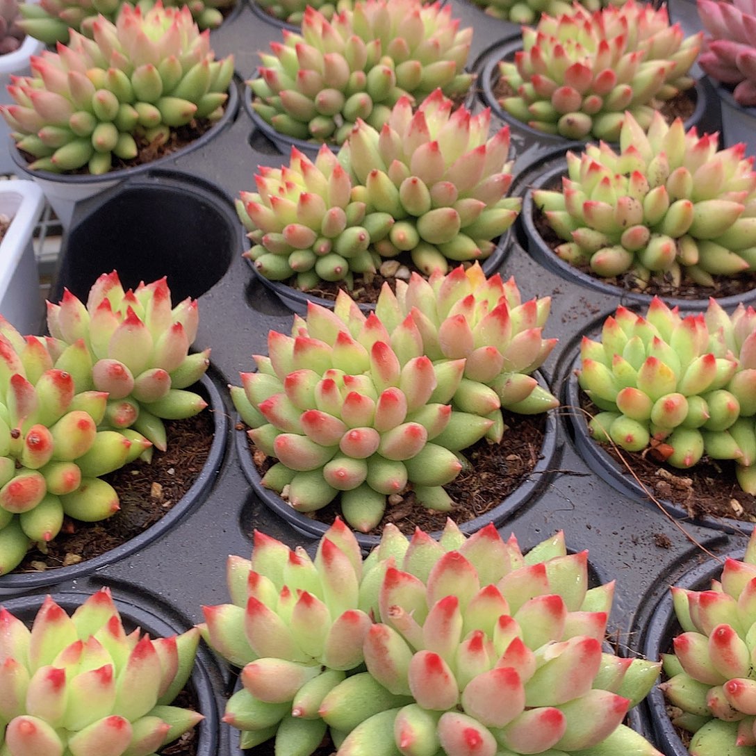 双头黄体虞美人34567899990