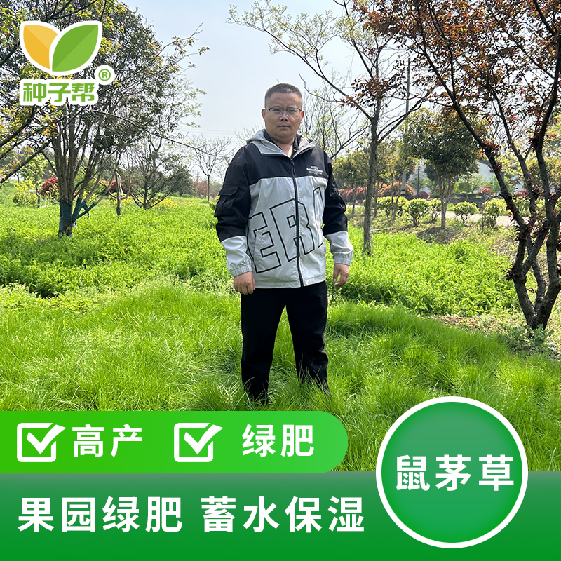 鼠茅草种子国产低成本果园生草栽培抑制杂草增肥保湿改善果园气候