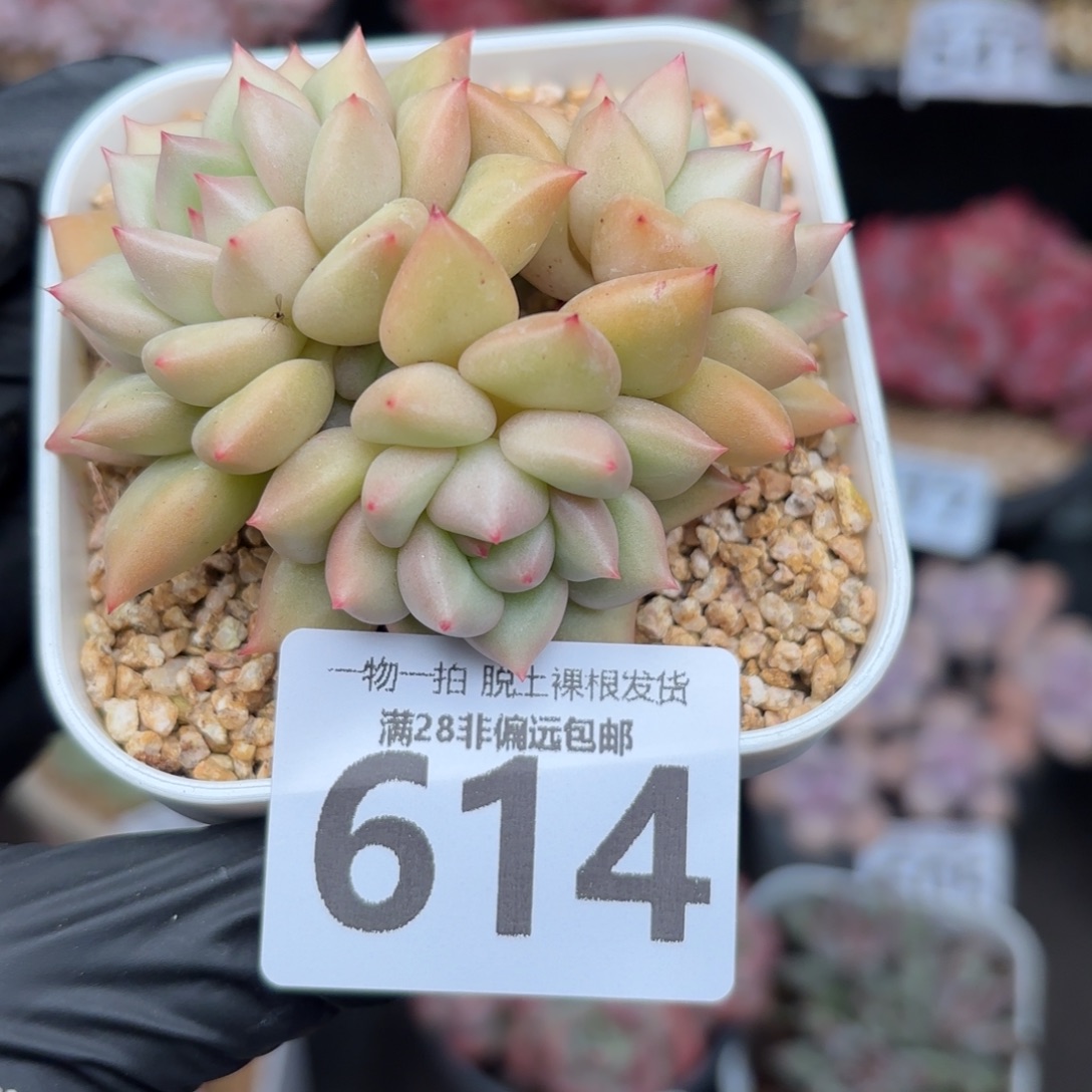 黄金象牙无盆土发货