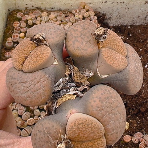 20165团团圆圆呀