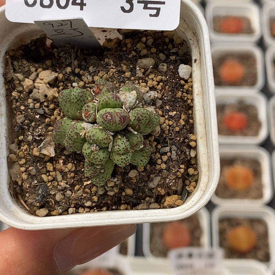 0804-3-豆丁斑马有伤一颗