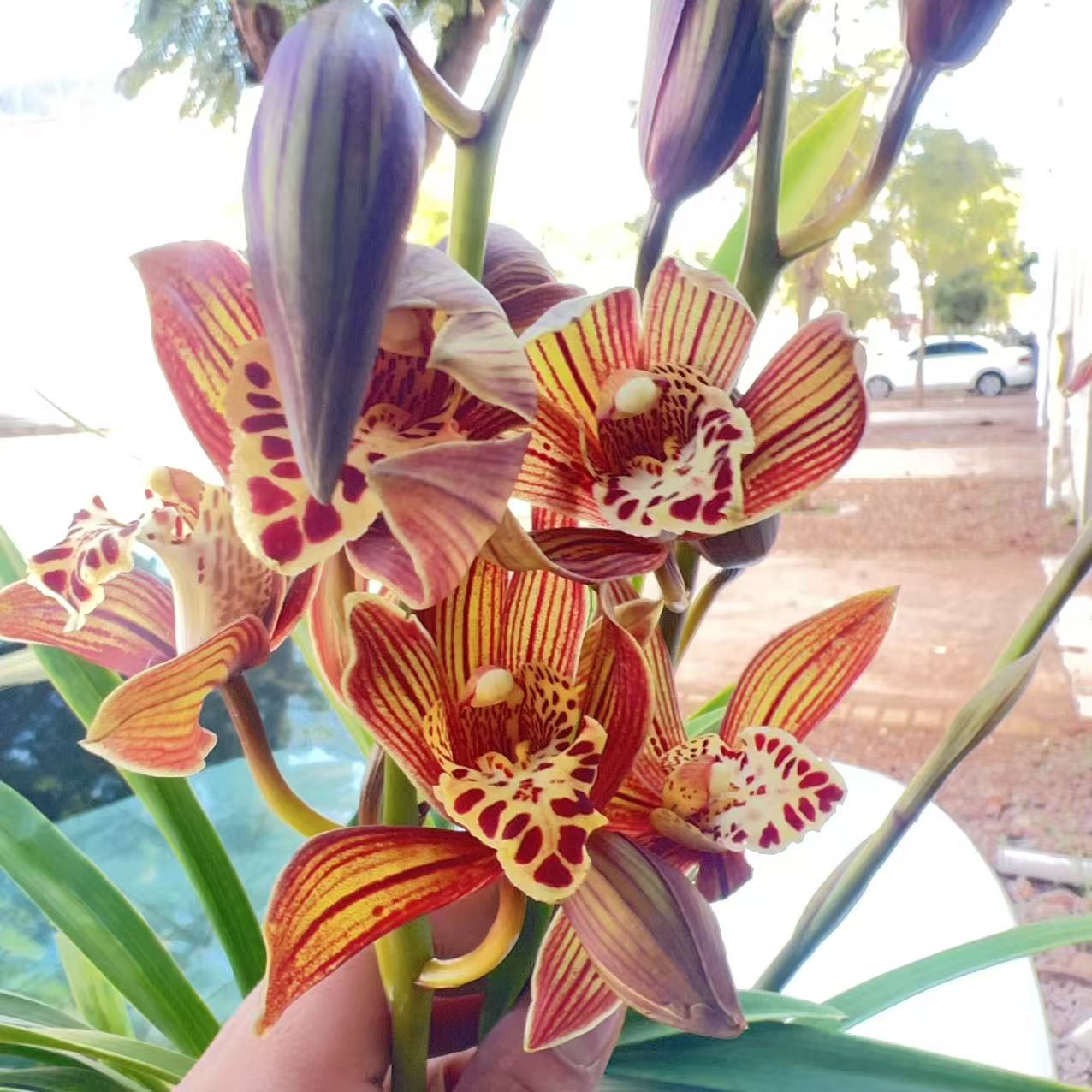 【云】1161兰花盆栽花卉室内客厅茶几易养活