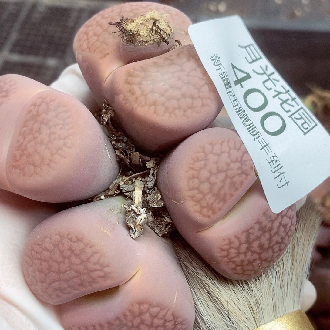 我要做自己爱干就给400