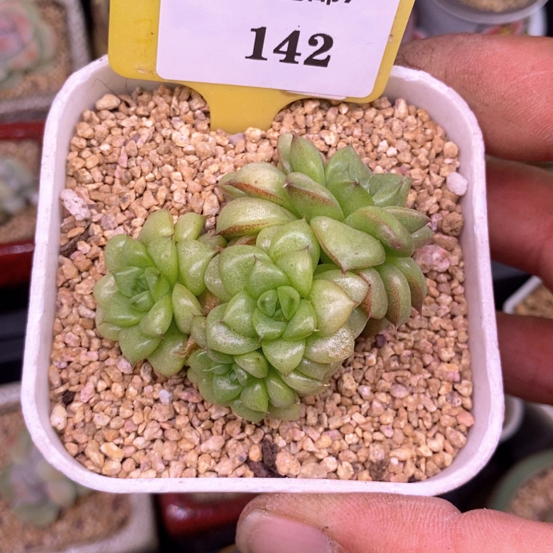 7142绿水鬼带盆大