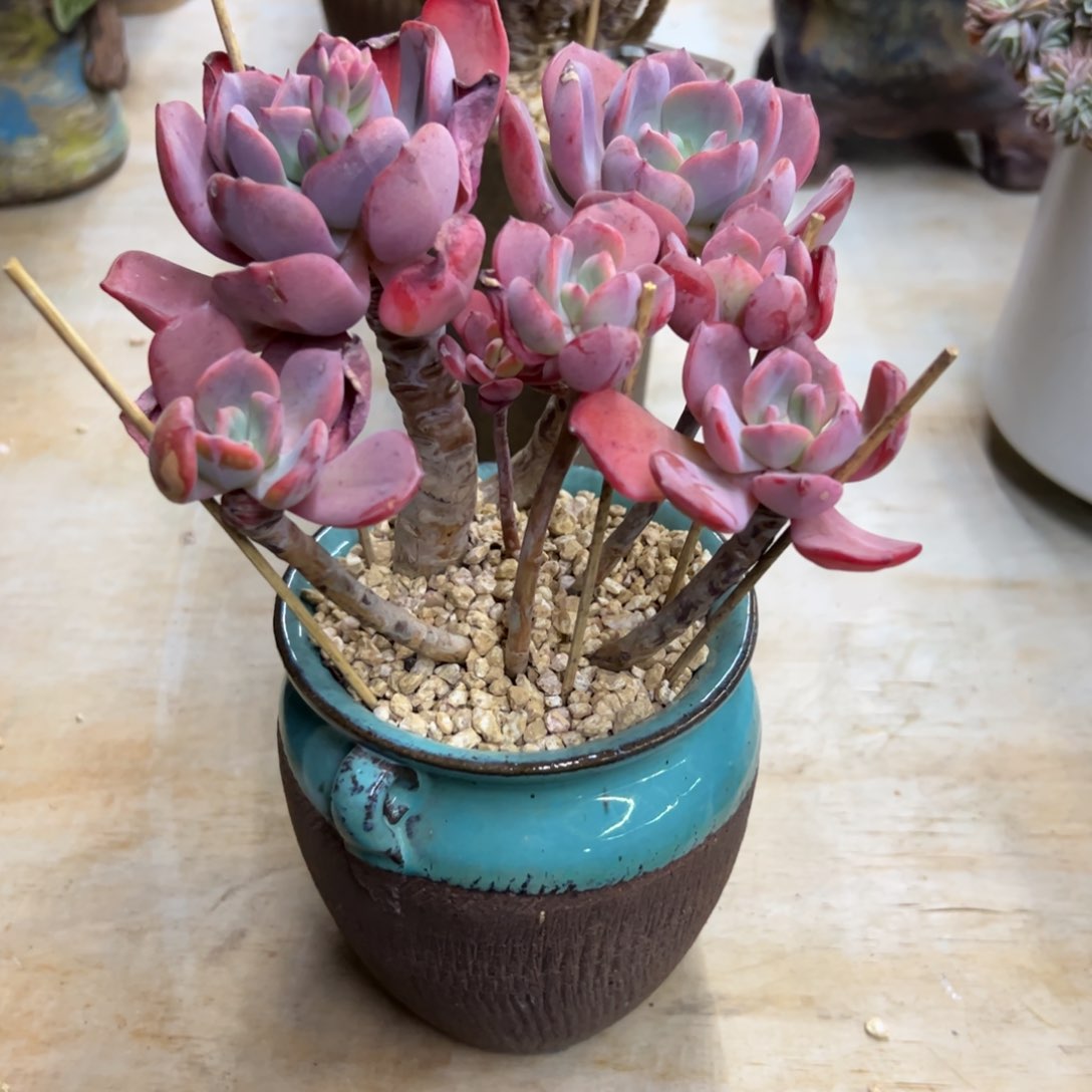 西雾38 零零多肉植物