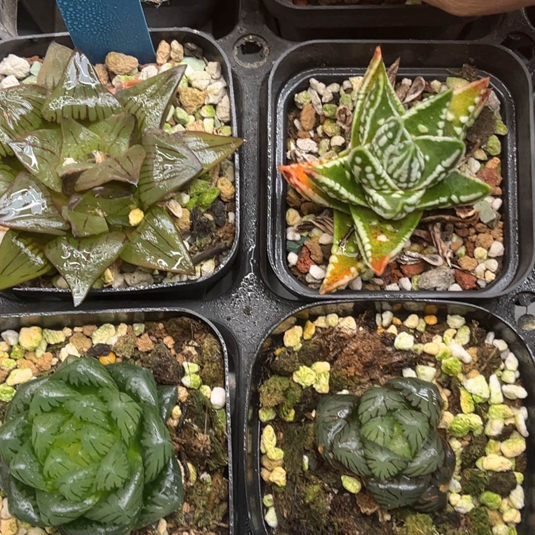 11福利4颗包邮发发发发发发