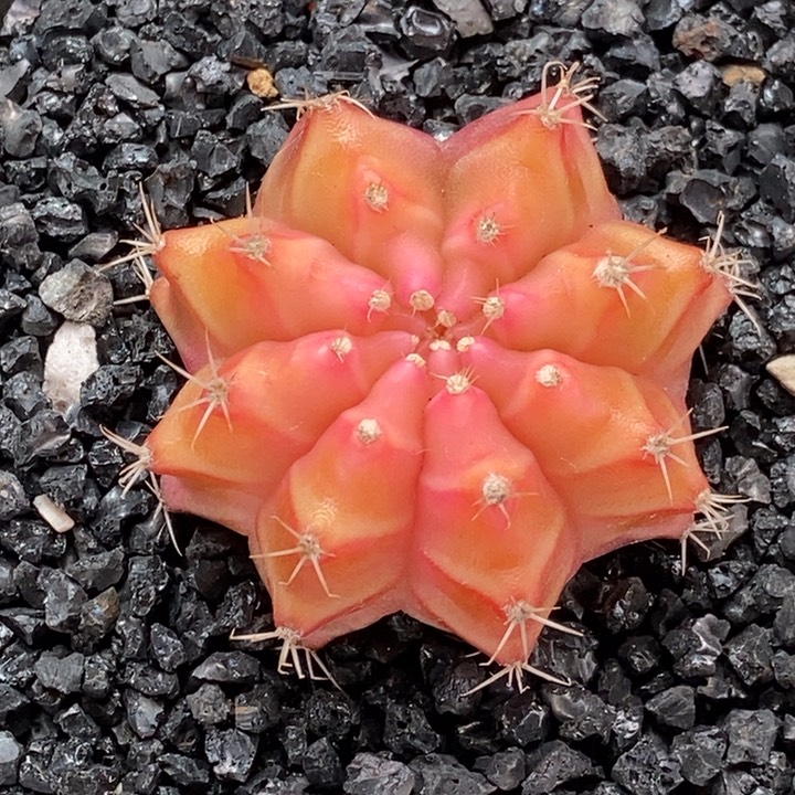 粉橘 米哈仙人球