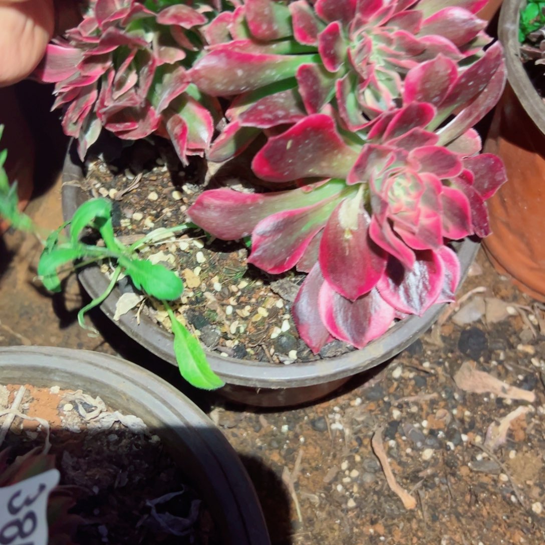 我1541 号多肉法师新年福利女郎