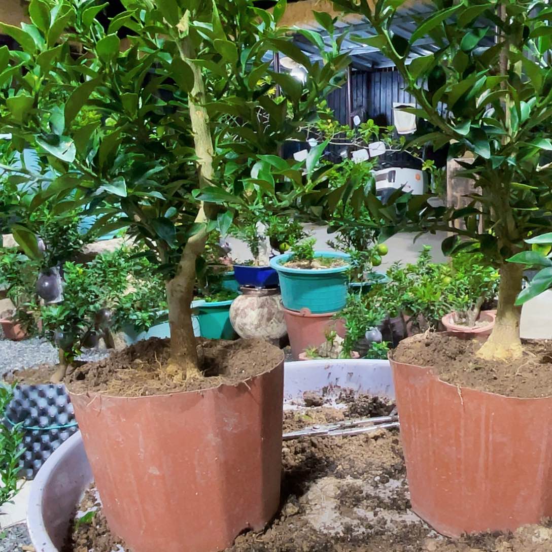 完全开放云****艺八房柑八房柑