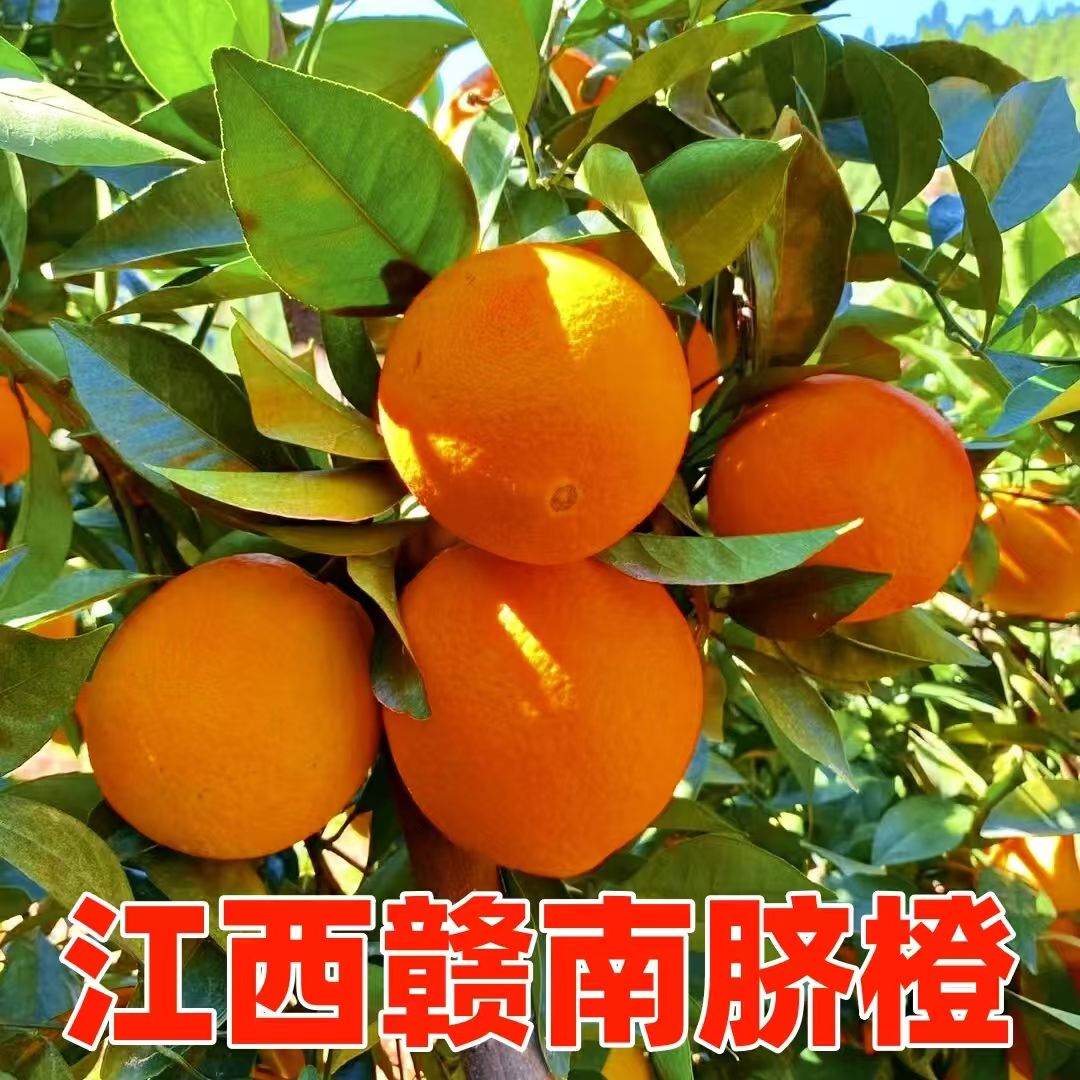 【正宗江西赣南脐橙】特产水果装现摘现发新鲜橙子多仓发货-3里白