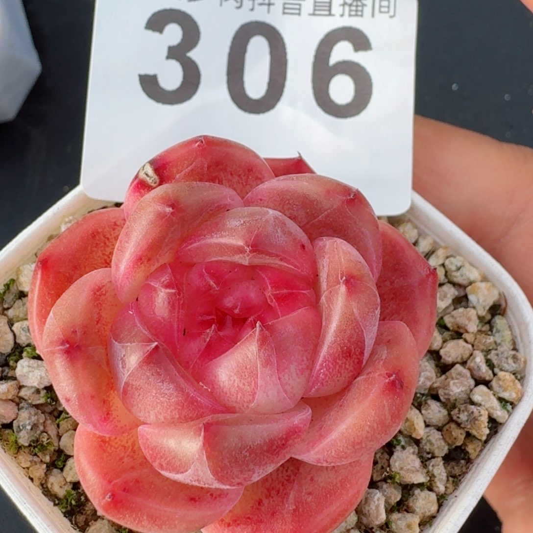 孤品         精品多肉