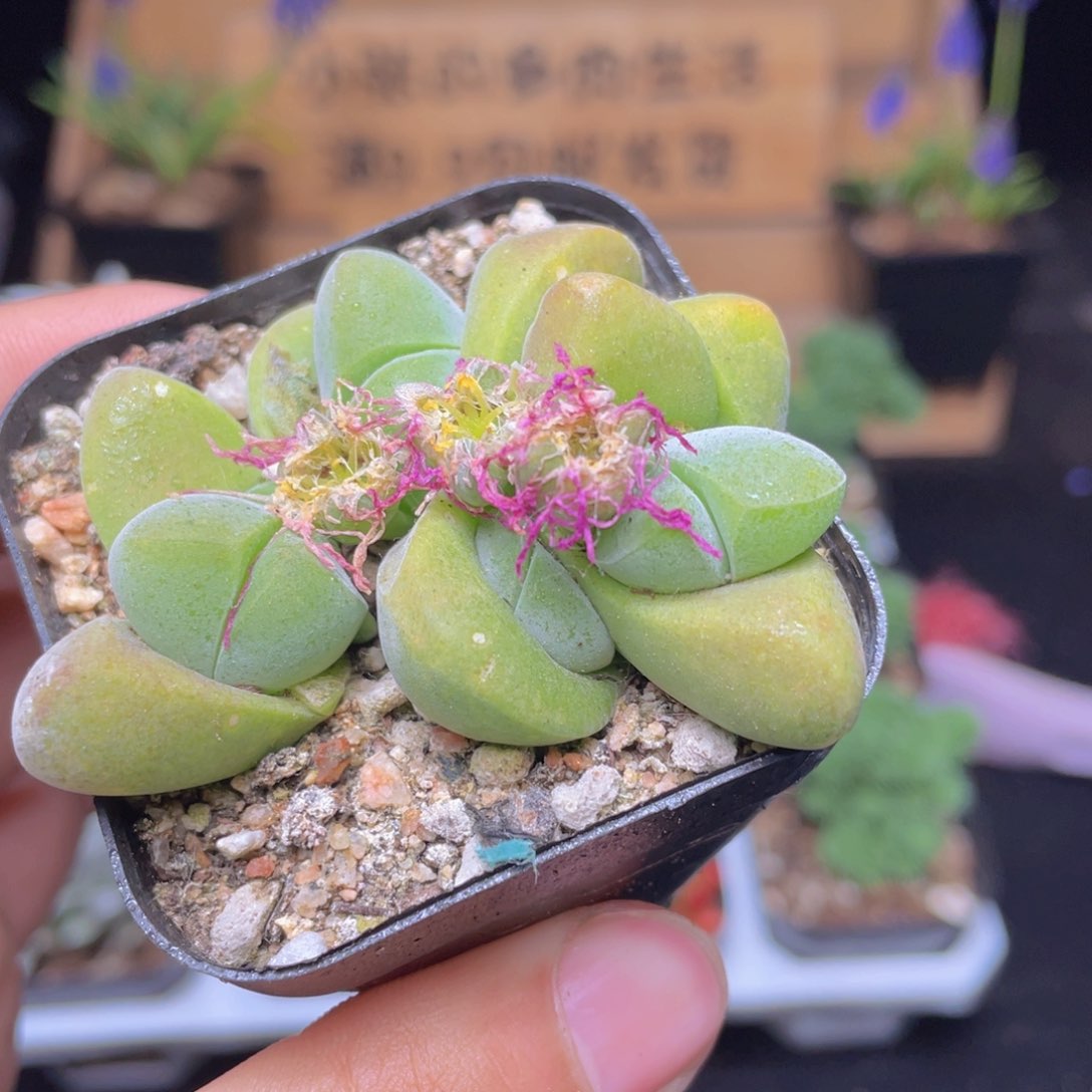 无比玉多肉9.9包邮发货