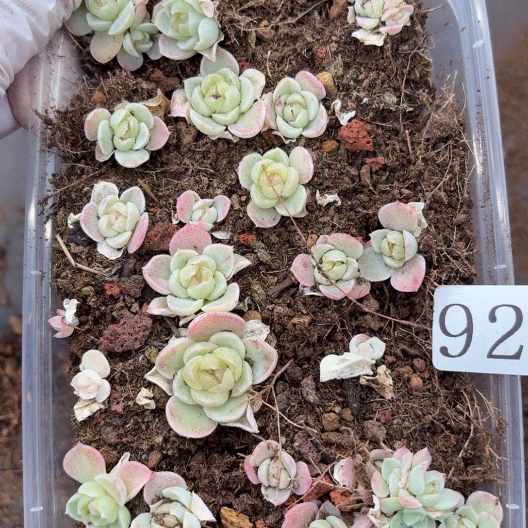 多肉植物多肉植物929