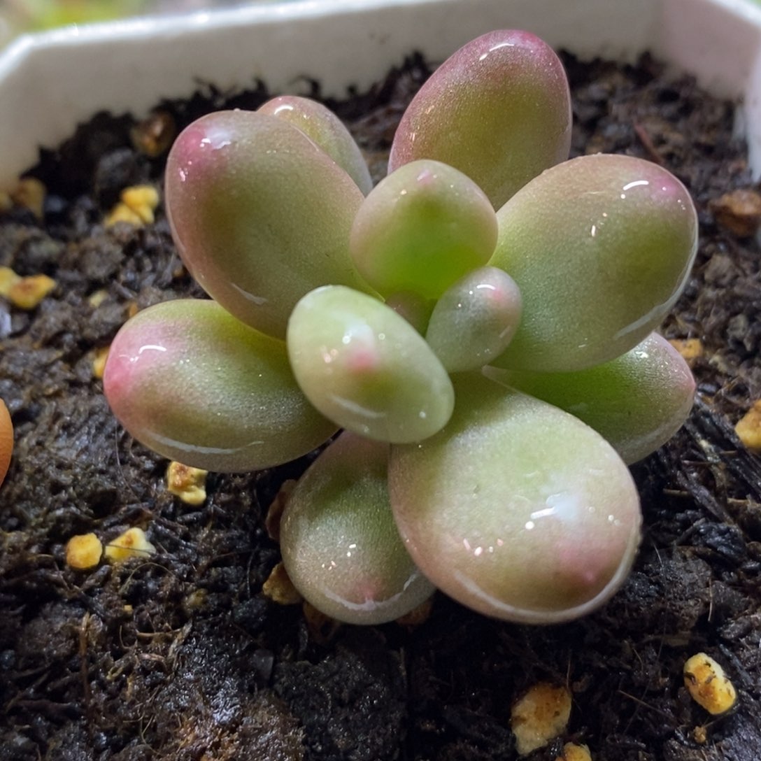 奶酪锦 多肉植物