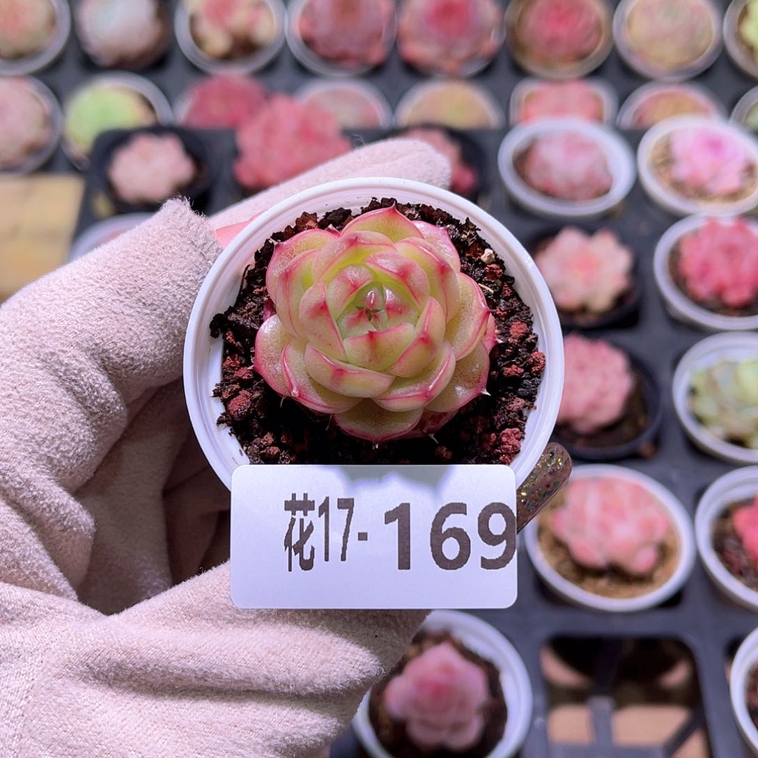 花利美17-169海王单头