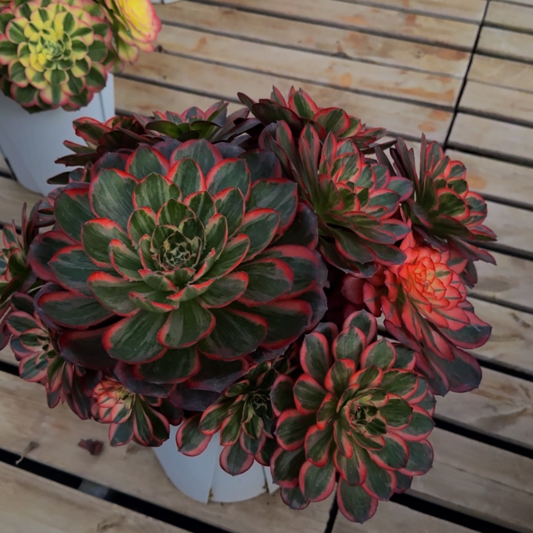 *****纳福 精品法师 锦