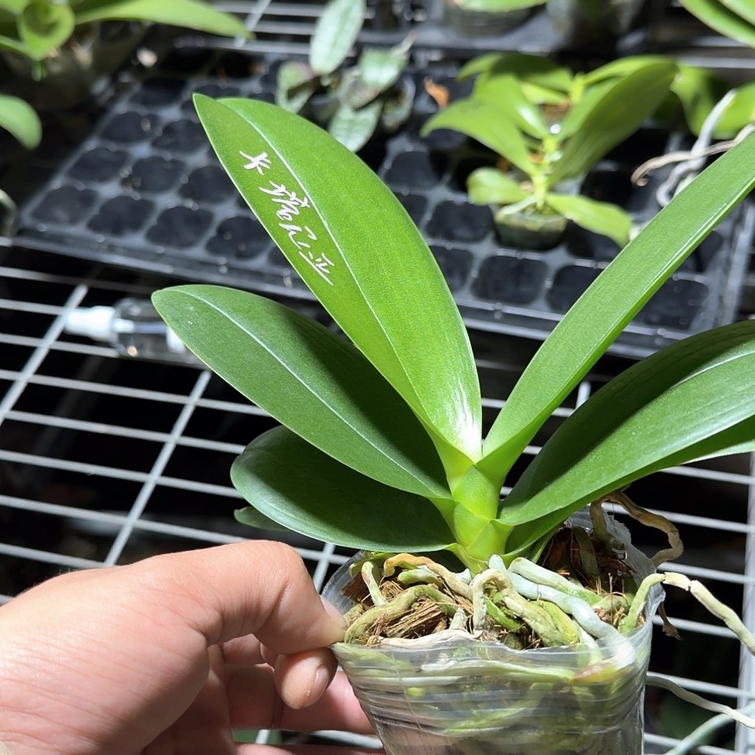 无花朵2.8卡塔尼亚苗