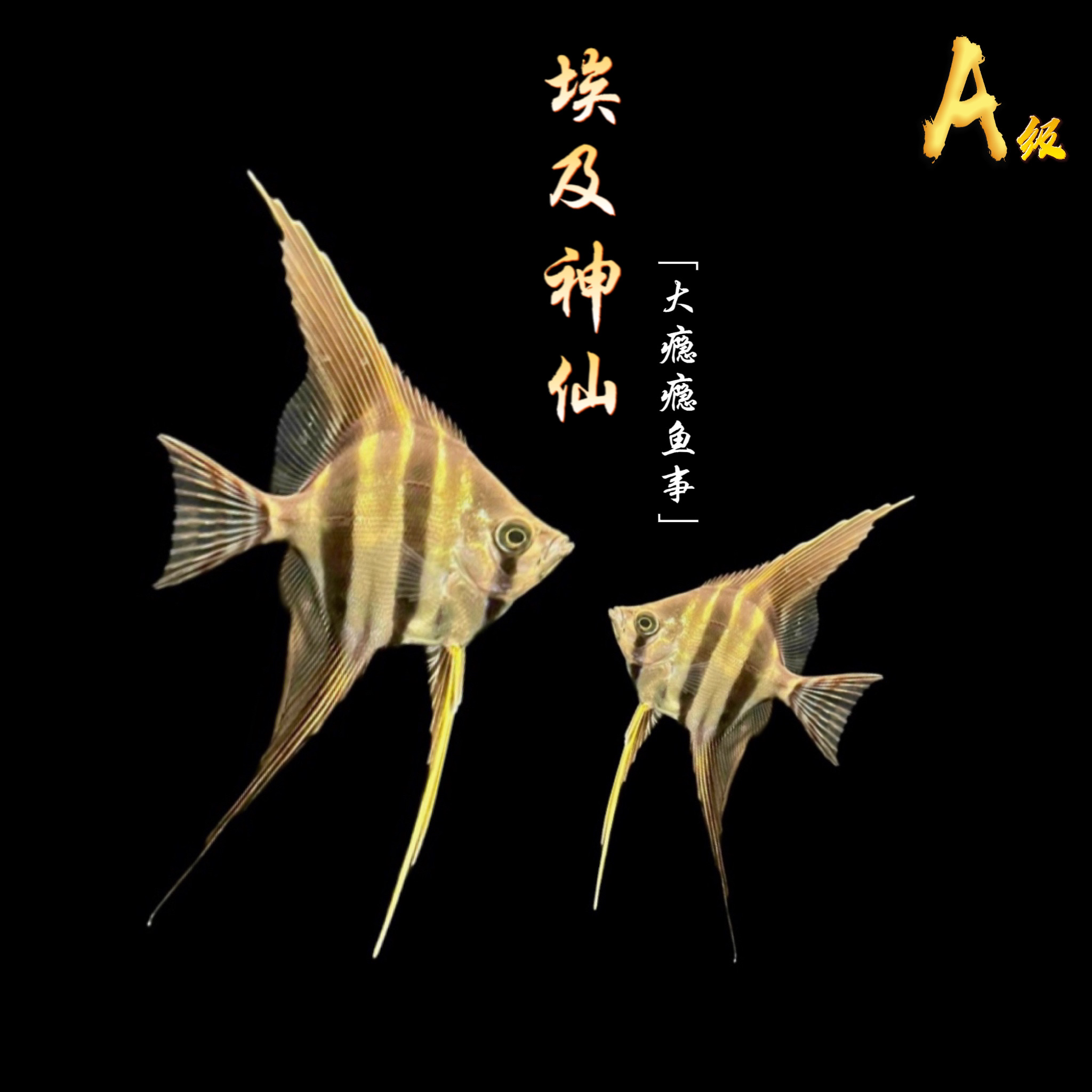 埃及神仙鱼F1-A级小鱼