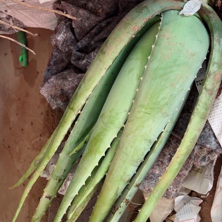 整颗5斤重库拉索芦荟