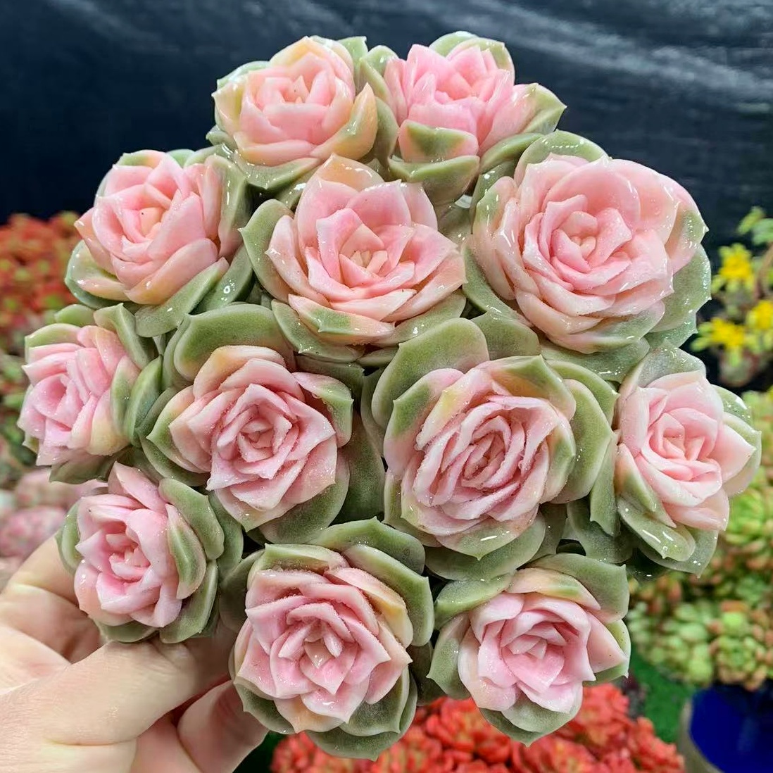 H戴安娜粉玫瑰 室内养不褪色 多肉新手室内室外好养好活 耐旱