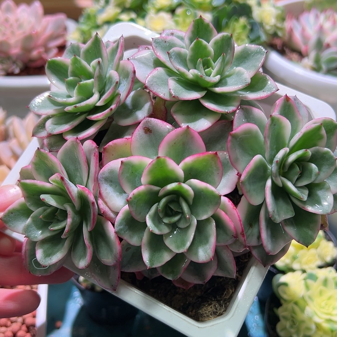 奶油黄桃锦群，可能有砍