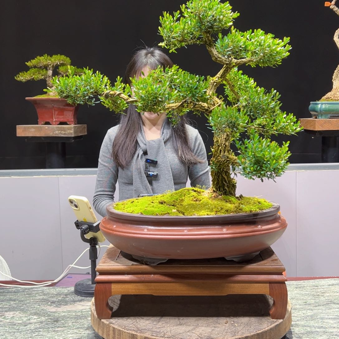 四季常青老桩黄杨盆景