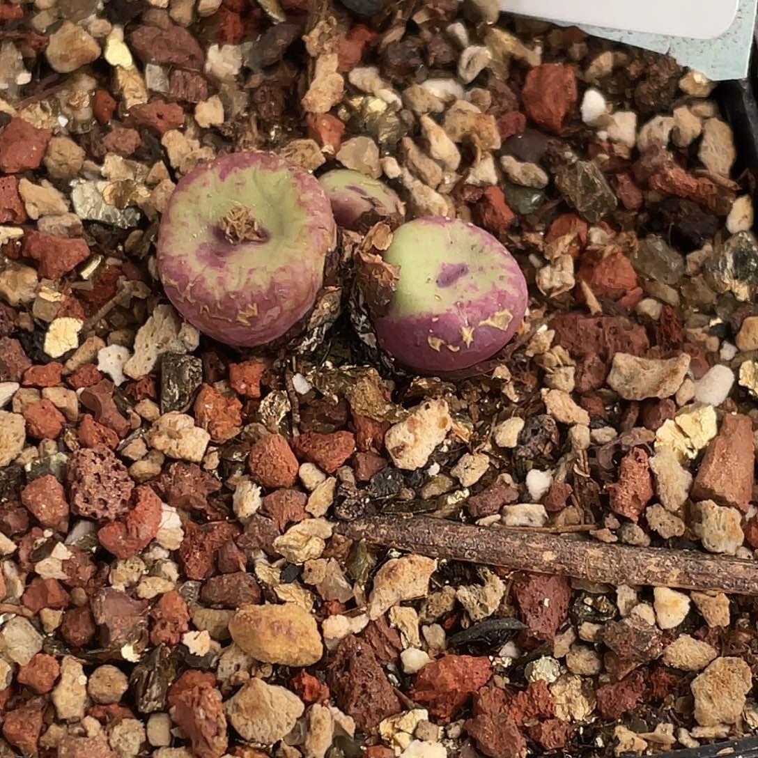 12-109嘴多肉植物肉锥