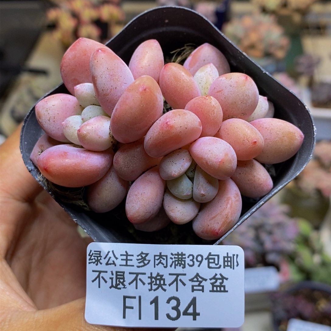 134樱花洛神多肉4c m