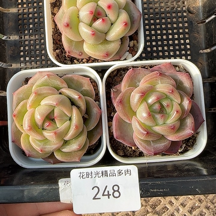 花时光精品多肉248
