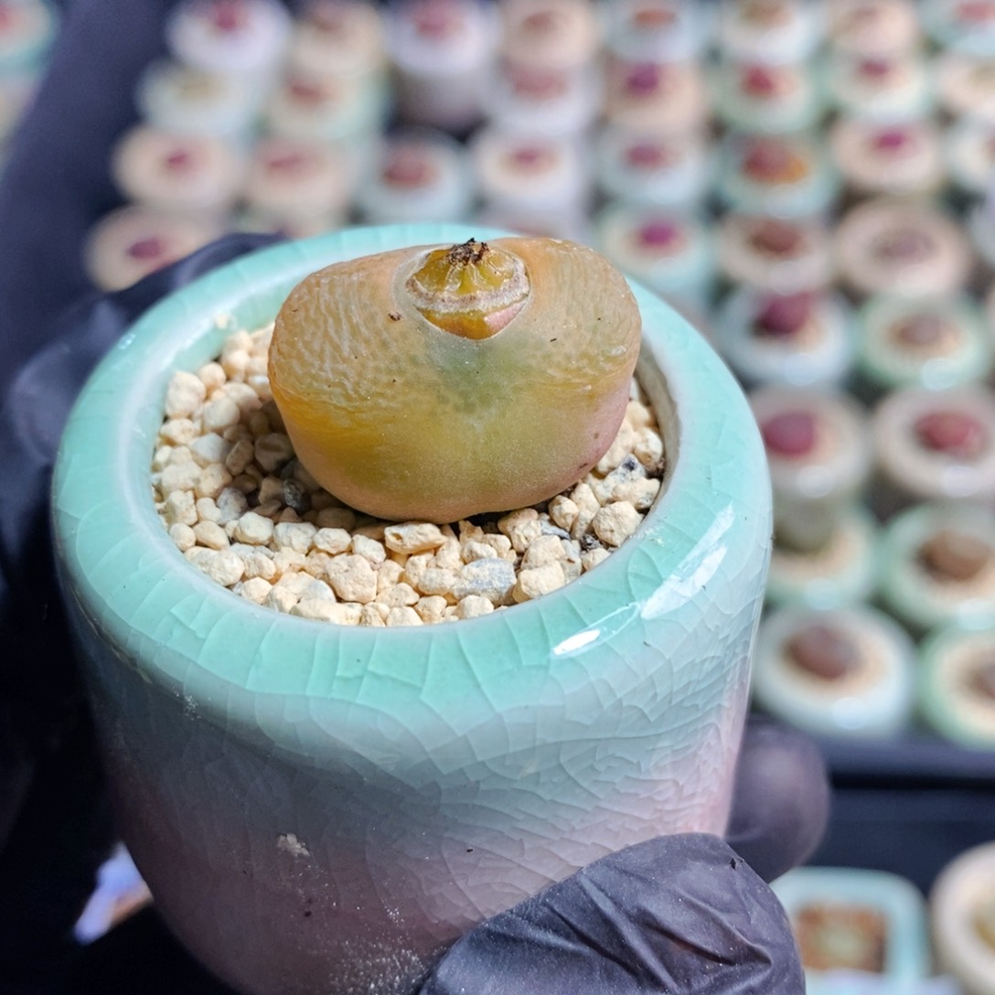 3711-一物一拍 带盆