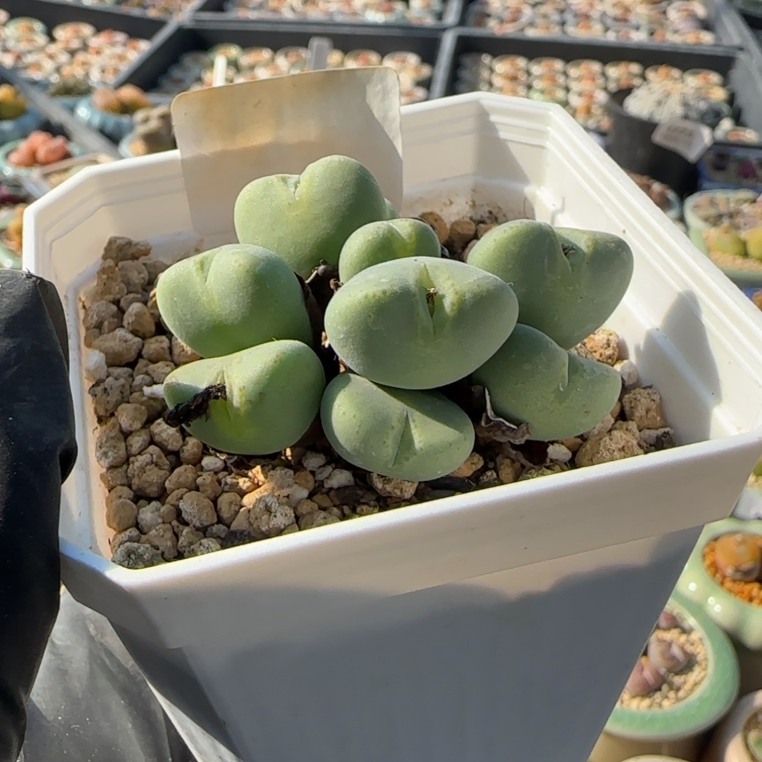 T***t2298-一物一拍 带哦