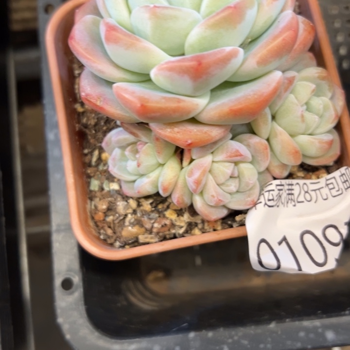 幸运的是我还没遇到过