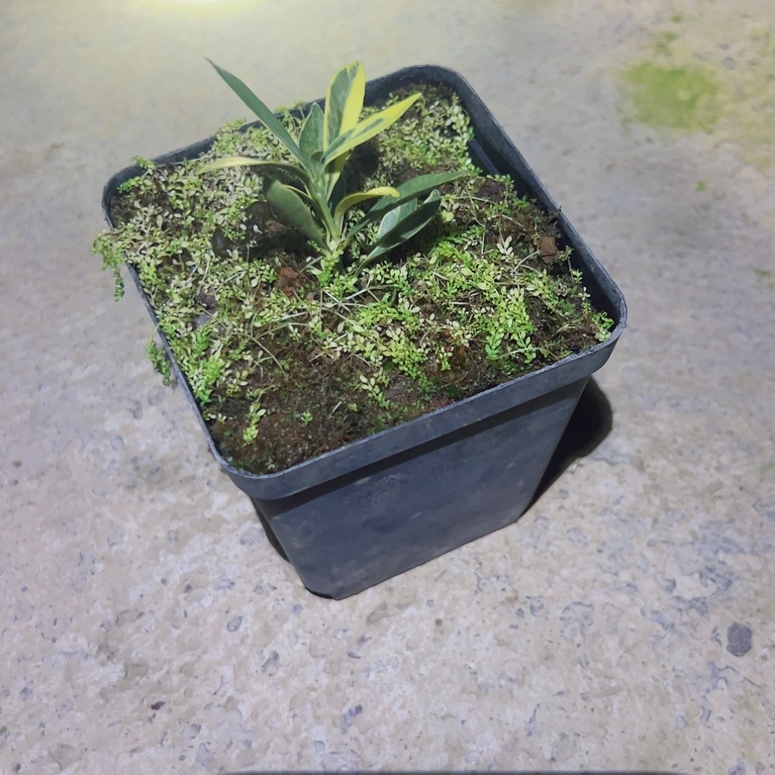 闭**鱼趣味把玩diy小苗