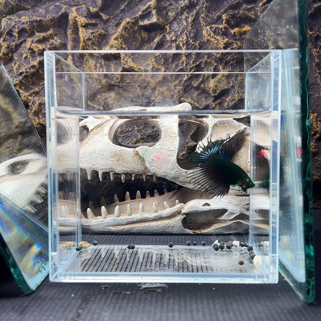 斗鱼精品精品精品精品精品