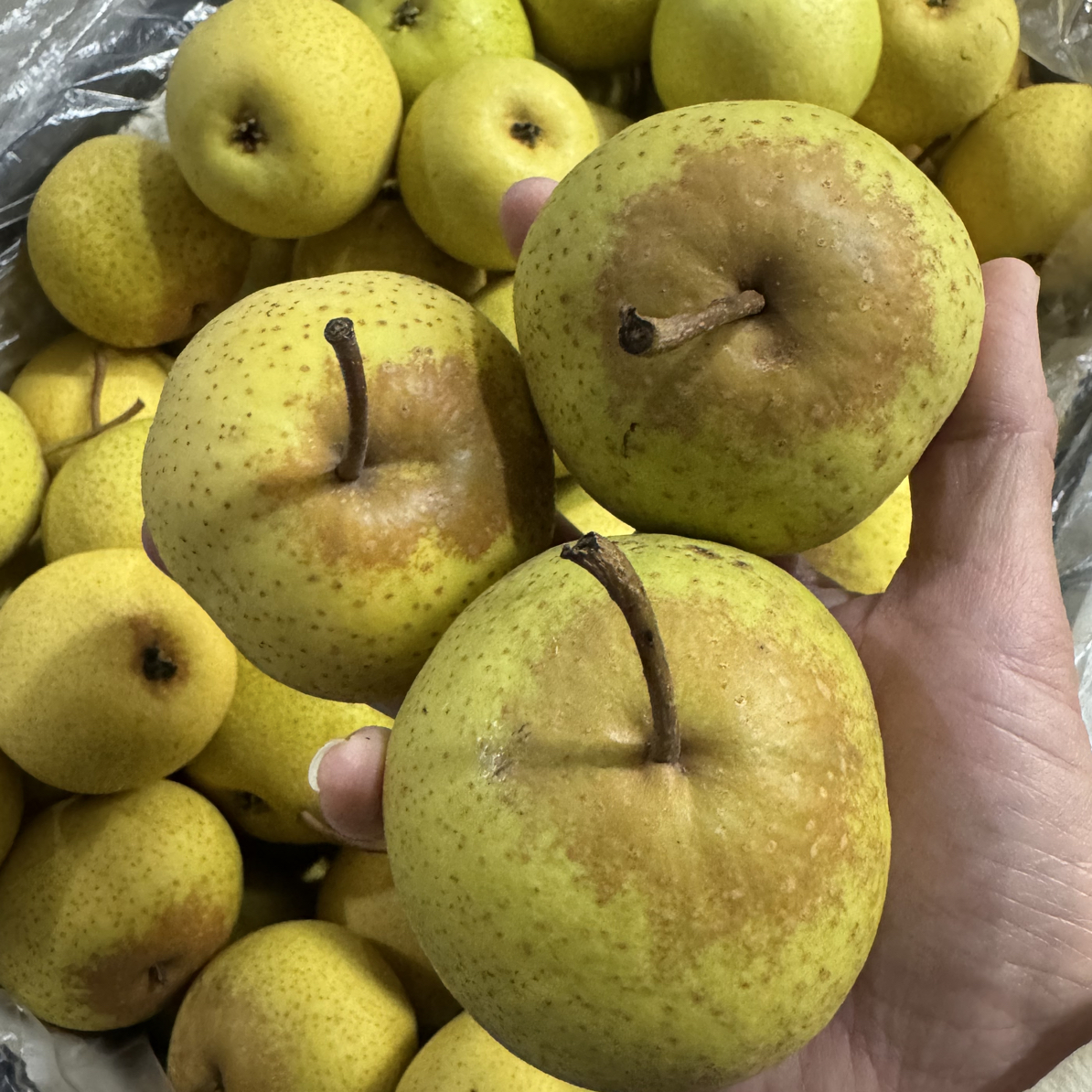 花盖梨花梨东北小梨酸甜多汁现摘现发新鲜应季水果