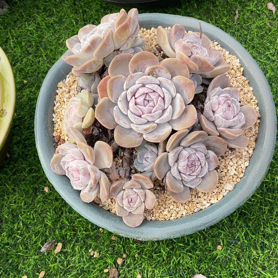 汉堡群生多肉植物一物一拍