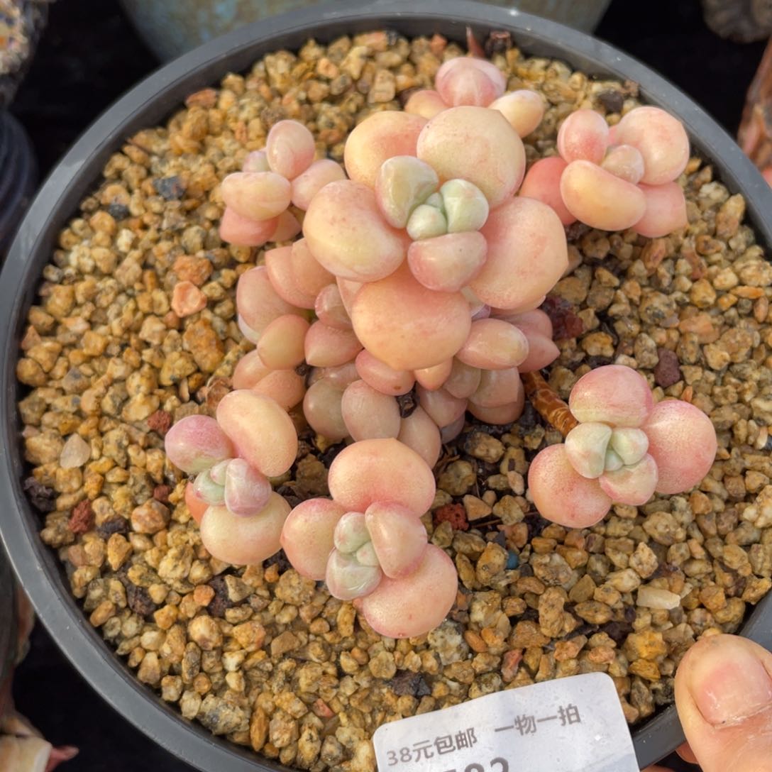 582泡泡糖满38包邮