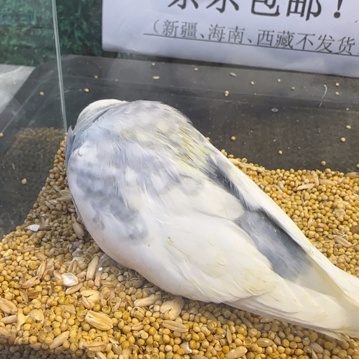 虎皮鹦鹉大头虎皮鹦鹉